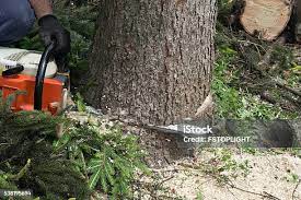 How Our Tree Care Process Works  in  Oberlin, KS