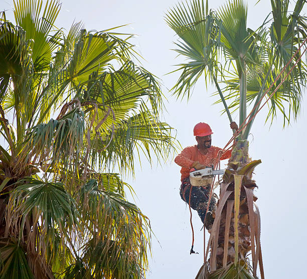 Best Tree Maintenance Programs  in Oberlin, KS